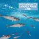 SHIROKAZU Sabiki Mackerel Feather Rigs - REFLECTIVE (4 PACK)